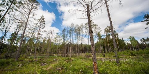 ”Skogsutredningen löser inte konflikten i skogen”