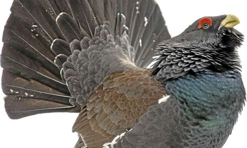 Tjäderdom överklagas