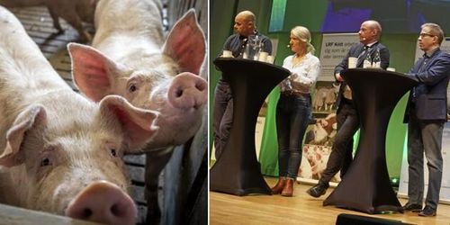 ”Största hotet mot svensk grisproduktion är vi själva”