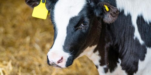 Två av tre mjölkkor höll sig inte dräktiga