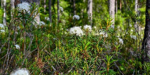 De gör pengar på skvattram