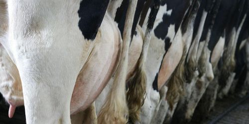 Bondpress viktigt för mjölkpris