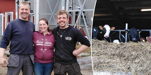 De flyttade till Sverige – för att driva mjölkgård