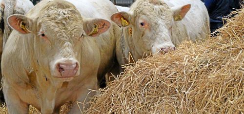 Sval auktion på köttrastjurar