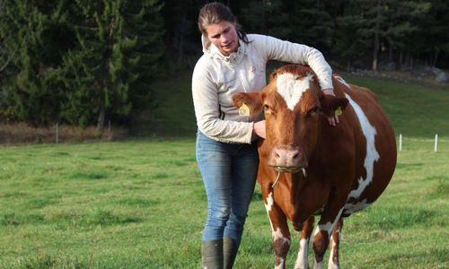Hon går mot lönsamhet – med åtta mjölkkor