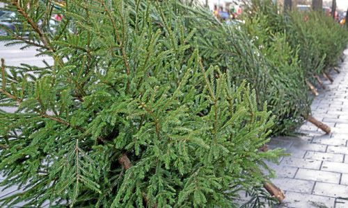 Så kan julgransodlingen bli mer lönsam