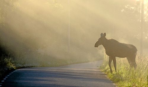 Viltskadorna bromsar livsmedelsstrategin