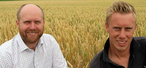 Vårvetesådd i januari