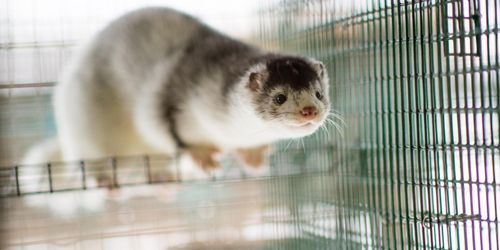 En miljon danska minkar avlivas