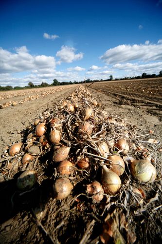 Dispens för ogräsmedlet Buctril