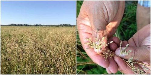 Knepig krydda blev finsk exportraket