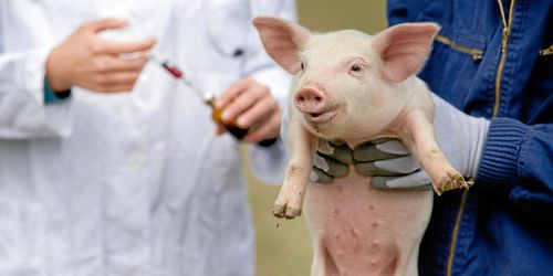 Sverige använder minst antibiotika i EU