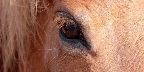 Veterinär prickas efter narkosmiss