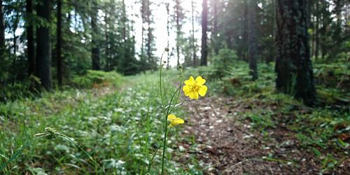 Negativ trend för miljötillståndet i skogen