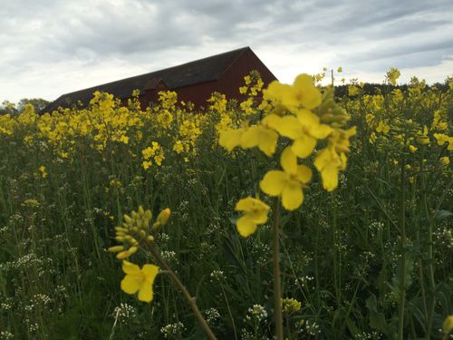 Ok med Conserve mot rapsflugan