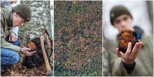 Svamp mer lönsamt än virke