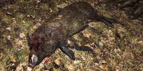 LRF: 146 000 skjutna vildsvin räcker inte