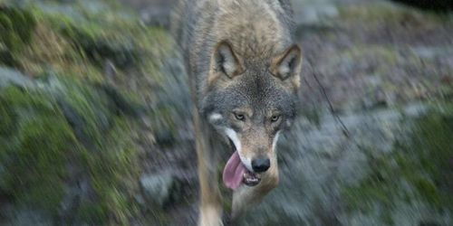 Ökning av vargangrepp på hästar – fyra föl dödade