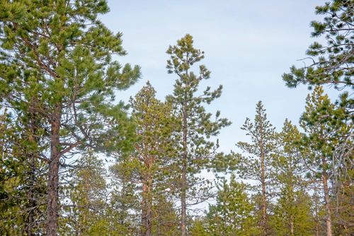 Lita på att vi skogsägare vet vad vi gör