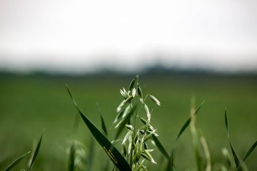 Metod för att utveckla havrebaserade livsmedel fick Skåne-möllan att köpa in sig i företag.