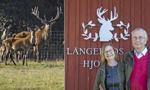 Hjortgården satsar på chark och rökeri
