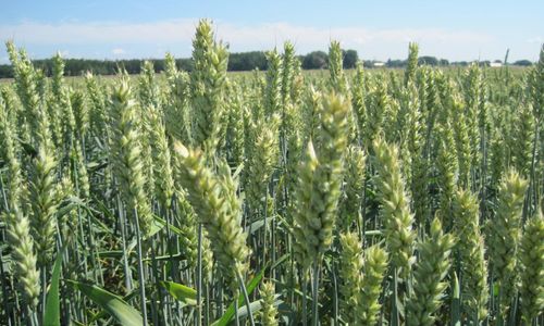 Rekordsiffror för ekologisk spannmål