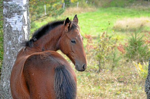 Svenskuppfödda hästar blir allt mer eftertraktade av utländska köpare.