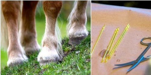 Ny metod för hantering av hingstsperma