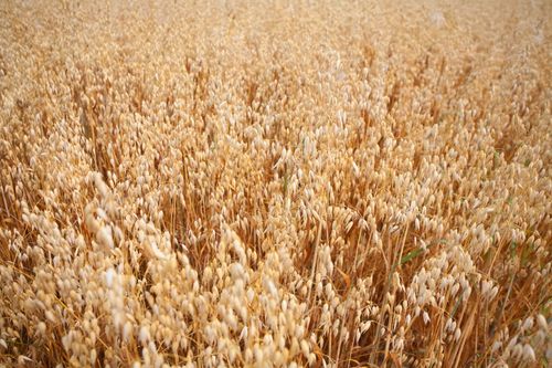 Grönt ljus för tillväxtreglerande medel