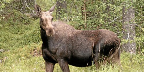 Färre och svagare älgkalvar inför årets jakt