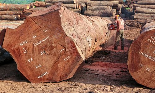 EU-kommissionen vill göra mer för att skydda skog
