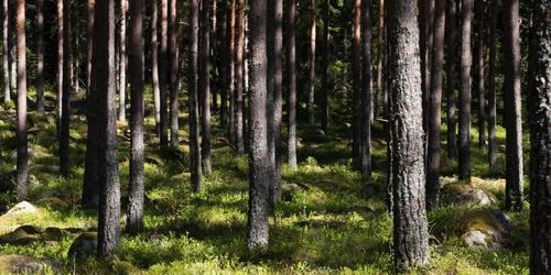 EU:s jordbruksministrar: Skogen är inte EU-politik