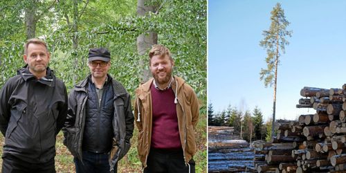 ATL:s trädpodd: Här finns Sveriges bästa tallar