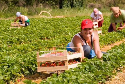 Gästarbetare ratar brittiska jobb