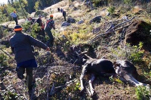 Länsstyrelsen i Jönköping har beslutat att korta älgjakten. Nu överklagar en av älgförvaltningsgrupperna i länet beslutet till Förvaltningsrätten.
