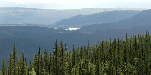 Upprop för fjällnära skog