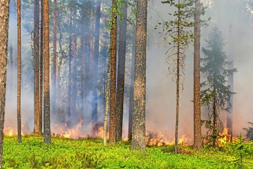 Helikopter sätts in mot skogsbrand