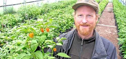 Chili går bättre än får