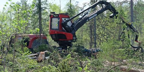 Ny rapport visar: Utrymmet för avverkning krymper