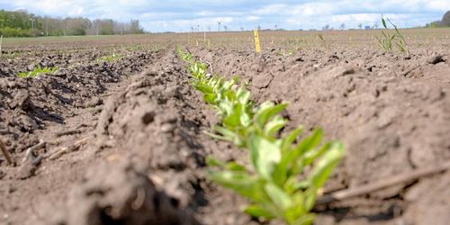 ATL TV: Långsam start för betorna