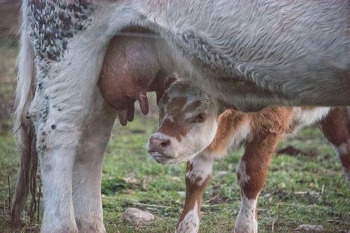 Vilseledande att använda begreppet mjölk om annat än mjölk från kor eller andra djur som producerar mjölk anser kongressledamöter i USA.