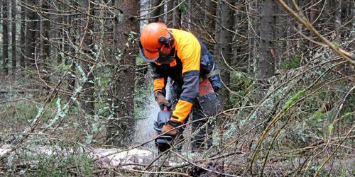 Hundraårig kamp för familjeskogen