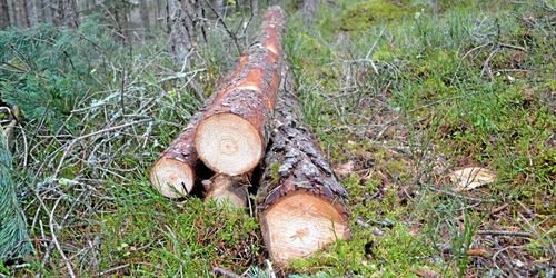 Het gallring drog rekordpublik