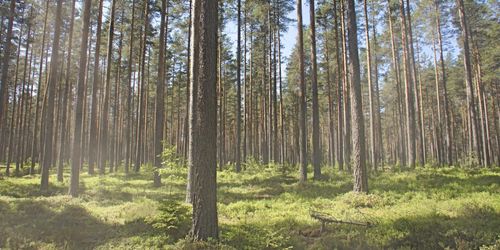 Kopparfors återuppväcks – ska förvalta 285 000 ha