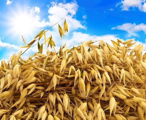 Halterna av DON i främst havre visar en stigande tendens.