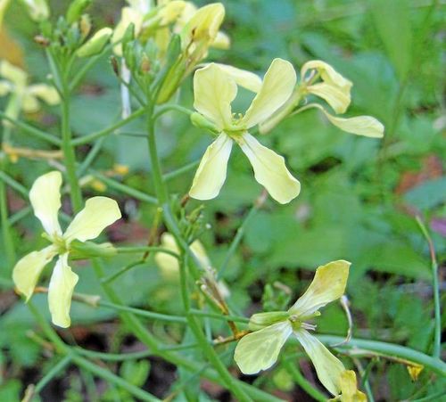 Forskarna har fått sitt underlag genom att inventera mark om 2,5 x 2,5 kilometer över stora arealer i Skåne. Åkerrättika är en av arterna som minskar mest.