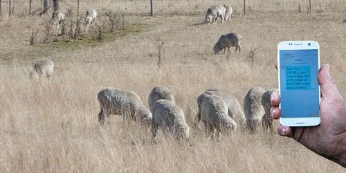 Australiska appen ”Fråga Bill” vet hur fåren mår