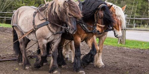 Hästägare får hjälpa forskarna