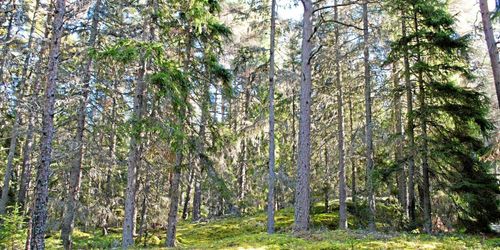 FSC vill skärpa miljökraven