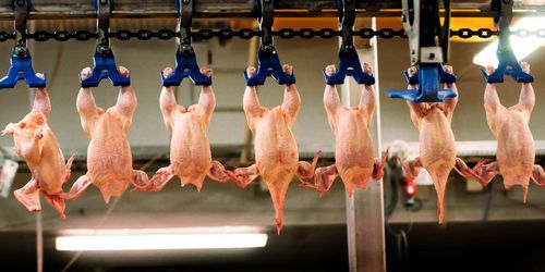 Haveri på Guldfågelns slakteri